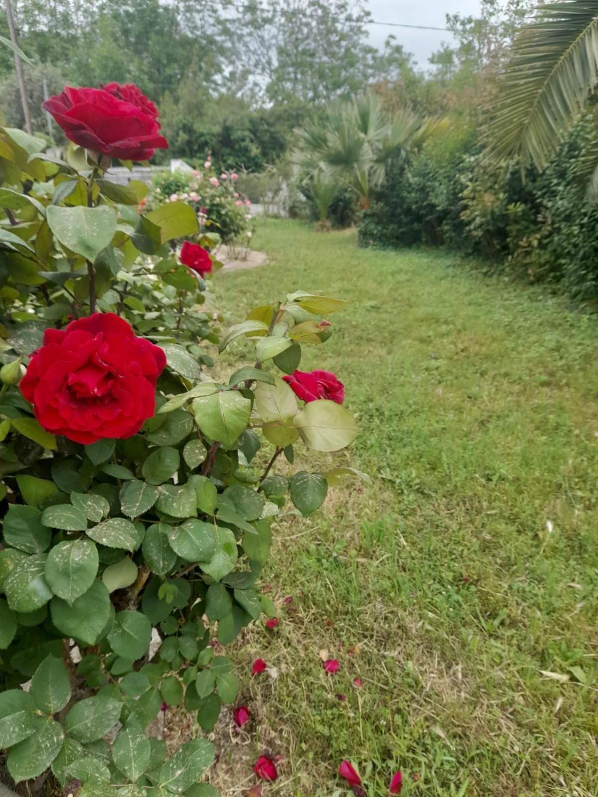 Vakantiehuis Rodo *